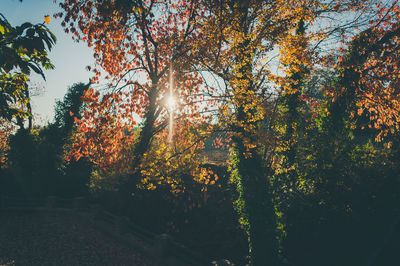 Sun shining through trees