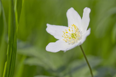 Close-up of white flowering plant