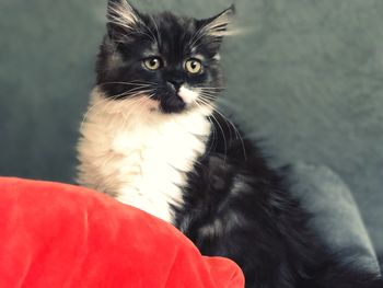 Close-up portrait of cat relaxing at home