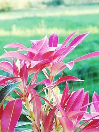 Close-up of pink flowering plant