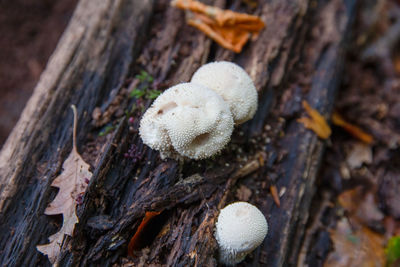 High angle view of mushrooms growing on field