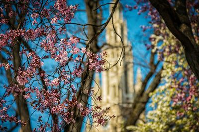 Low angle view of flower tree against sky