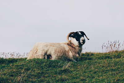 Sheep resting on field against clear sky