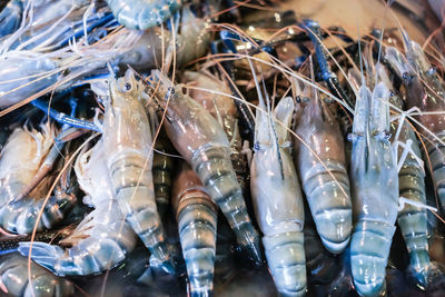 High angle view of fish for sale in market