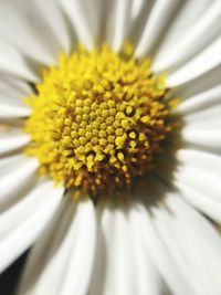 Close-up of yellow daisy