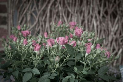 Close-up of pink flowers