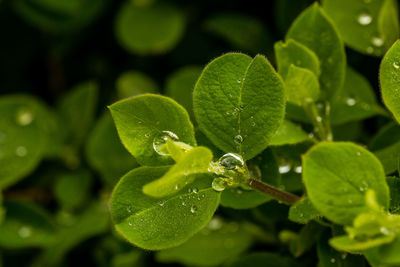Close-up of wet green plant