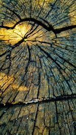 Full frame shot of tree trunk