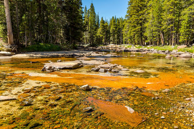 Scenic view of river in forest against sky