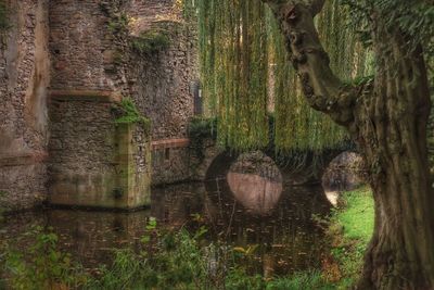 View of tree trunks in lake