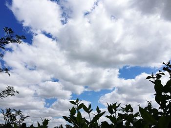 Low angle view of trees against cloudy sky