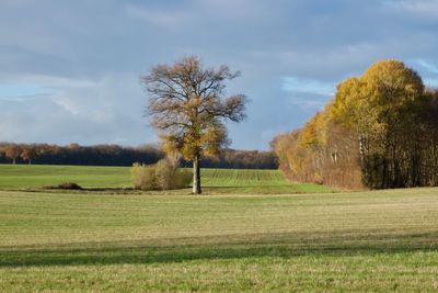 Trees on field against sky