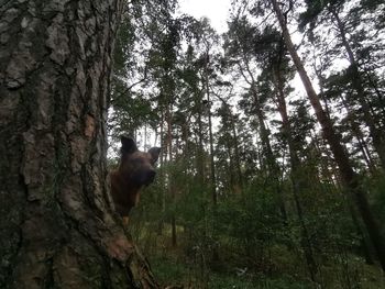 Low angle view of cat on tree trunk