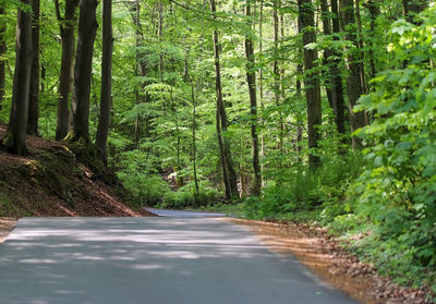 Road amidst trees in forest