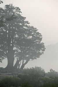 Trees in foggy weather