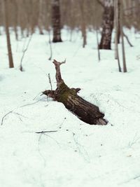 Close-up of lizard on snow covered land