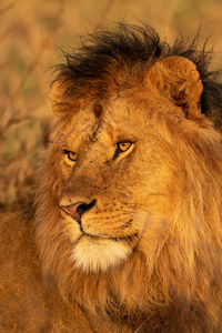 Close-up of male lion head in grass