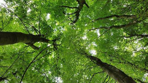 Low angle view of trees