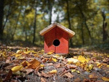 Wooden birdhouse in the forest placed on yellow leaves fallen on the ground