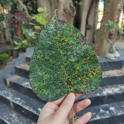 Close-up of hand holding plant