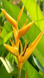 Close-up of yellow flowering plant