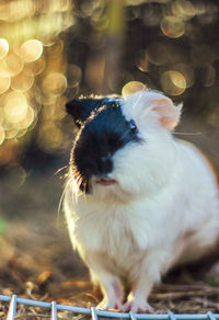 Close-up of guinea pig