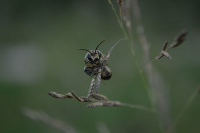 Close-up of insect on plant