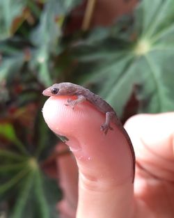 Close-up of hand holding small