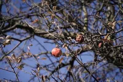 Low angle view of fruits on tree