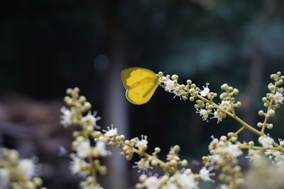 Close-up of yellow butterfly on plant