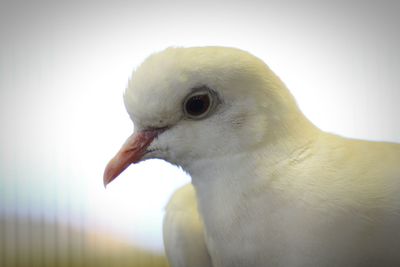 Close-up of a bird looking away