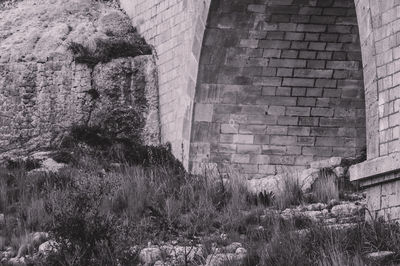 Plants growing on old building