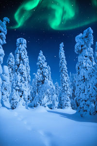 View of snow covered forest against night sky
