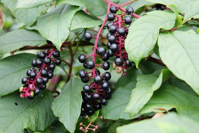 Close-up of berries growing on tree