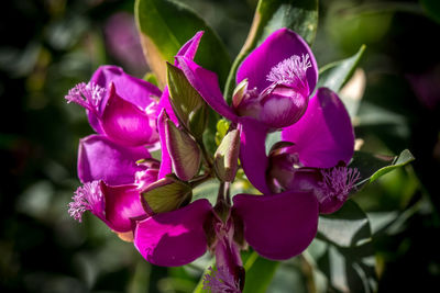 Close-up of pink flowering plant