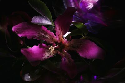 Close-up of purple flowering plant