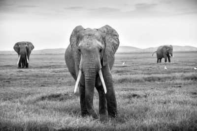 Elephant in a field