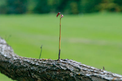 Close-up of plant on field