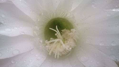 Close-up of white flowers