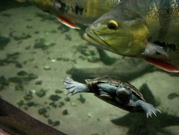 High angle view of fish swimming in aquarium