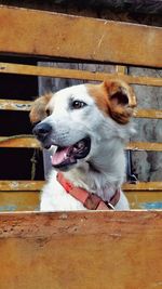 Close-up of a dog looking away
