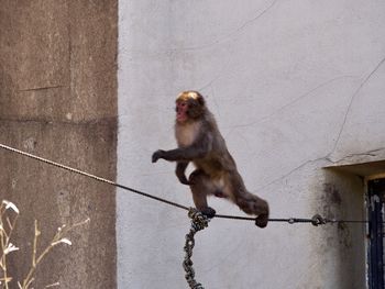 Close-up of monkey