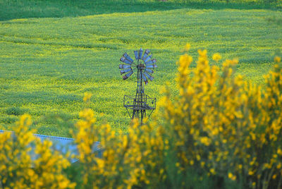 Scenic view of oilseed rape field