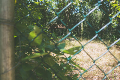 Plants growing on chainlink fence