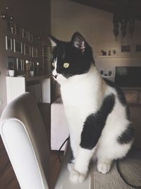 Cat sitting on floor