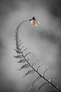 Close-up of butterfly on plant