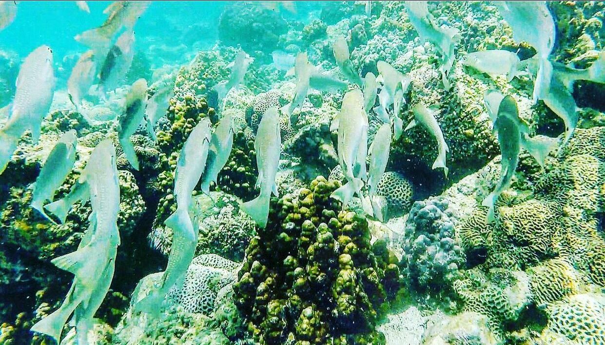 PLANTS GROWING BY SEA