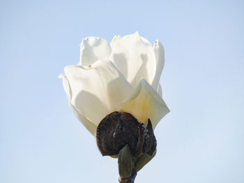 Low angle view of white rose against blue sky