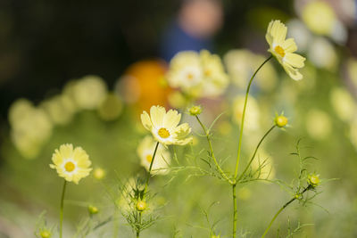 Close-up of yellow flowering plant on field