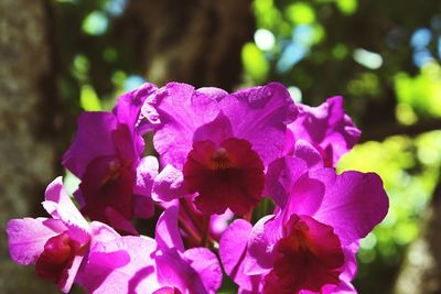 Close-up of pink flowers blooming outdoors